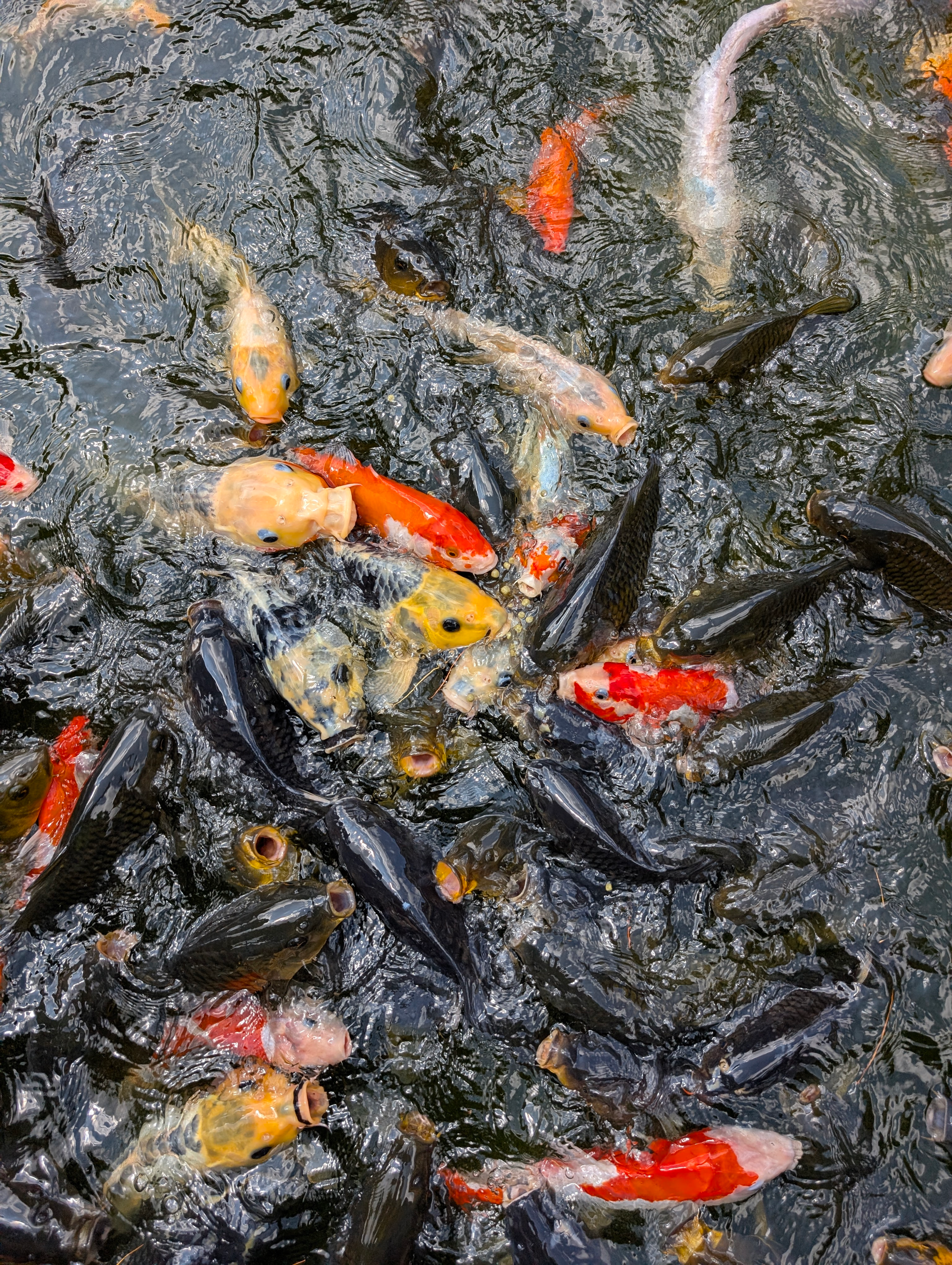 ../../img/first-time-went-to-tiger-temple/koi-pond.png